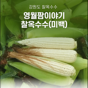 왕과사는 영월찰옥수수(미백)50개 2026년