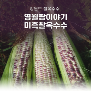 영월 미흑찰옥수수50개,30개 2026년