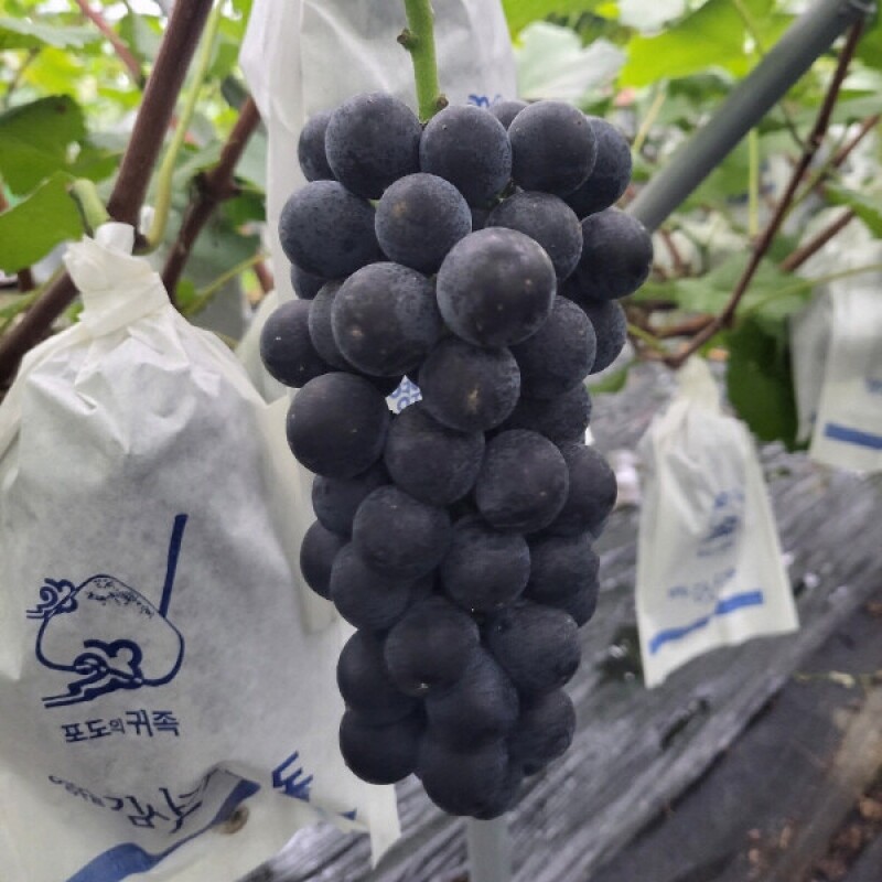 감자,옥수수,곤드레,어수리,눈개승마,산마늘,사과,포도,샤인머스켓,절임배추,황기,서리태,더덕,고추,건곤드레,건어수리,건나물,부사